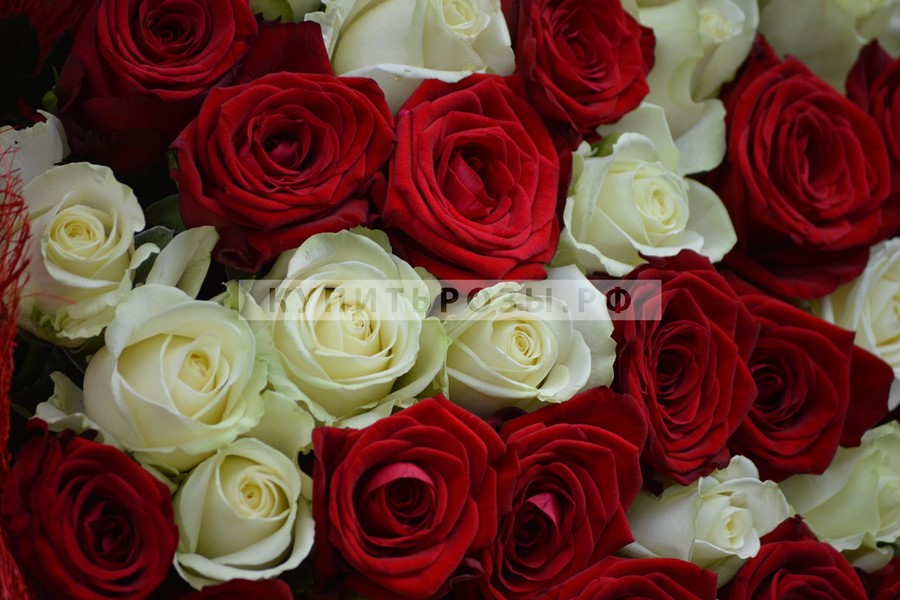 Букет роз Алая и белая роза